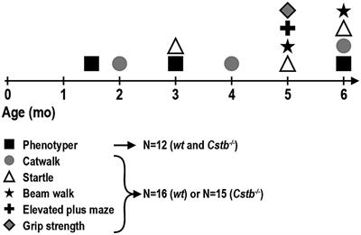 In depth behavioral phenotyping unravels complex motor disturbances in Cstb−/− mouse, a model for progressive myoclonus epilepsy type 1